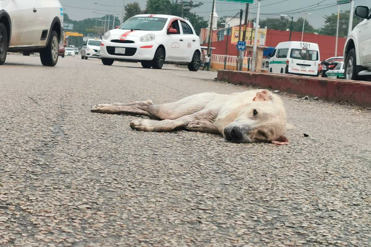 Por el respeto y la dignidad animal: Las Promesas de Campaña en favor de la protección de los animales
