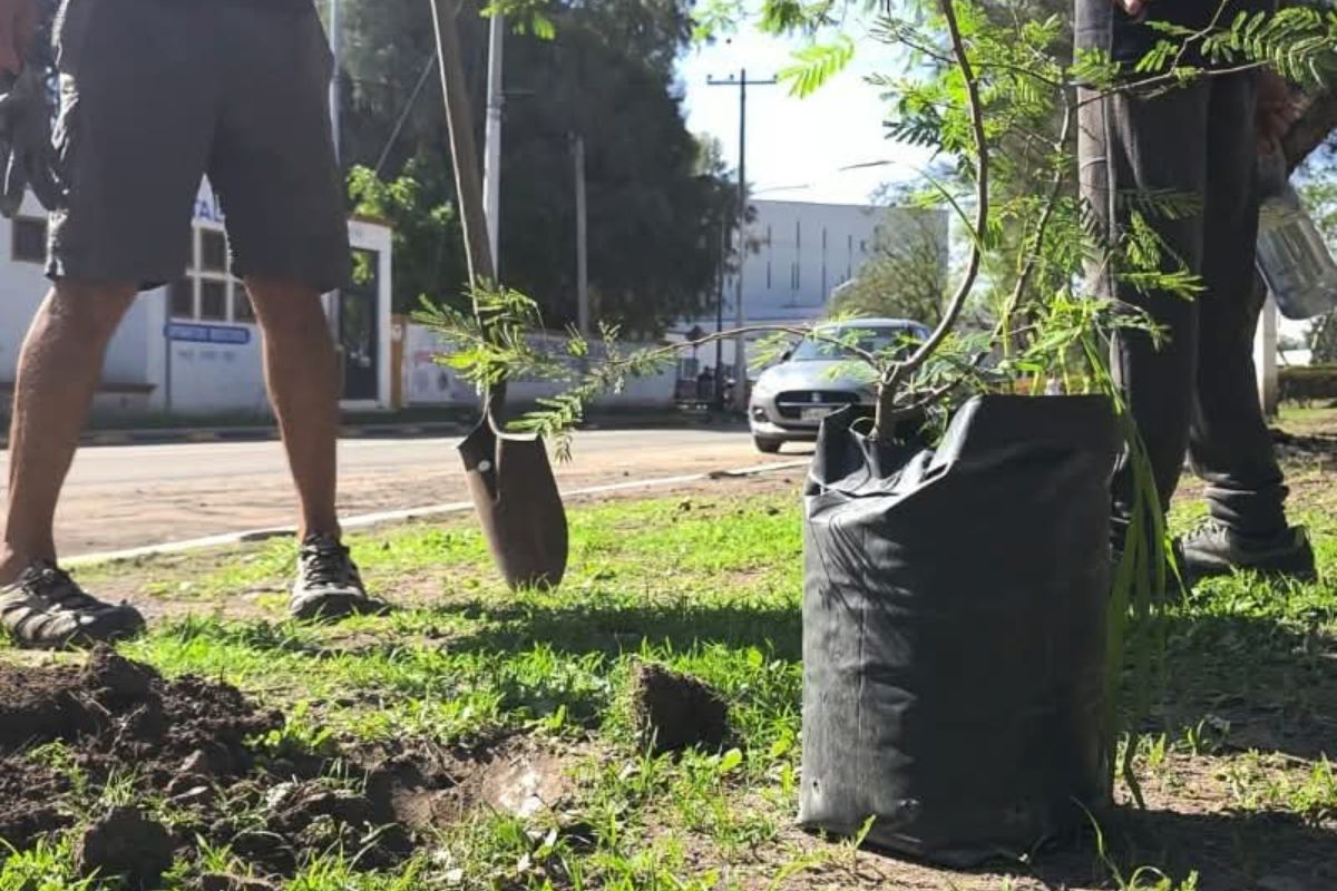 Campaña ‘Reverdecer Querétaro’ avanza con más de 2 mil árboles plantados